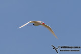 Red-tailed Tropicbird 9666.jpg