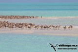 Bar-tailed Godwit 1272.jpg