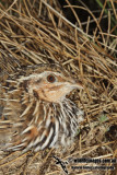 Stubble Quail 3918.jpg