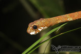 Aplopeltura boa 8665.jpg