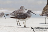 Grey-tailed Tattler 9073.jpg