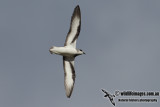 Black-winged Petrel 5037.jpg