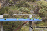 Orange-bellied Parrot a6642.jpg