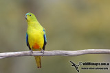 Orange-bellied Parrot a6672.jpg