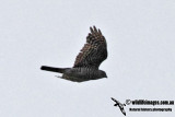 Japanese Sparrowhawk a8359.jpg
