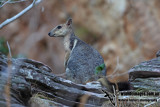 Wilkins Rock-wallaby 9681.jpg