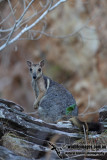 Wilkins Rock-wallaby 9728.jpg