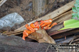 Christmas Island Red Crab 3165.jpg