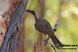 Silver-crowned Friarbird 0519.jpg