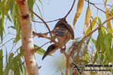 Silver-crowned Friarbird 0536.jpg