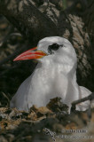 Red-tailed Tropicbird 8984.jpg