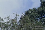 Abbotts Booby s0868.jpg