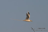 White-tailed Tropicbird 1359.jpg
