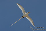 White-tailed Tropicbird 8810.jpg