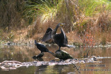 Great Cormorant 1079.jpg