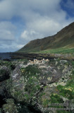 Macquarie Island Imperial Shag