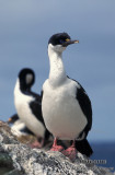 Macquarie Island Imperial Shag