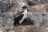 Macquarie Island Imperial Shag