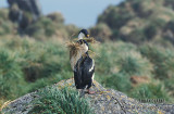 Macquarie Island Imperial Shag