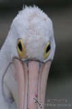 Australian Pelican 1518.jpg