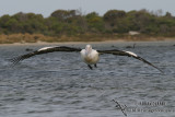 Australian Pelican 3223.jpg