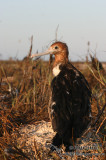 Lesser Frigatebird 2011.jpg