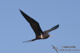 Lesser Frigatebird 2072.jpg