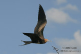 Lesser Frigatebird 9411.jpg