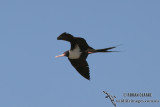 Lesser Frigatebird 9453.jpg