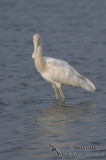 Yellow-billed Spoonbill 5935.jpg