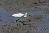 Little Egret 0403.jpg