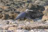 Eastern Reef Egret 9107.jpg