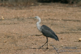 White-necked Heron 5290.jpg