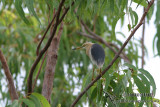 Javan Pond-Heron 4127.jpg