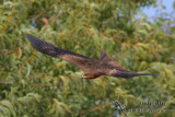 Black Kite 7172.jpg