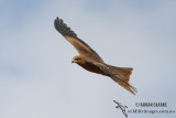 Black Kite 7184.jpg