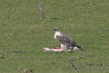 White-bellied Sea-Eagle 5625.jpg