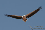 White-bellied Sea-Eagle 9312.jpg