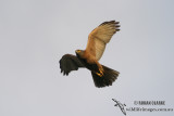 Brown Goshawk 1624.jpg
