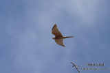 Brown Goshawk 2145.jpg