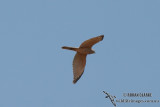 Brown Goshawk 9091.jpg