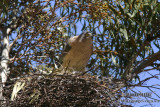 Collared Sparrowhawk 0711.jpg