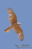 Collared Sparrowhawk 0719.jpg