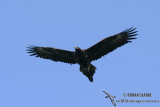 Wedge-tailed Eagle 5499.jpg