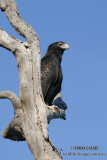 Wedge-tailed Eagle 5709.jpg