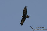 Wedge-tailed Eagle 8965.jpg