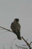 Australian Hobby 4442.jpg