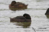 New Zealand Scaup 4048.jpg