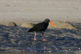 Variable Oystercatcher 4732.jpg