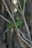 Red-crowned Parakeet 2314.jpg